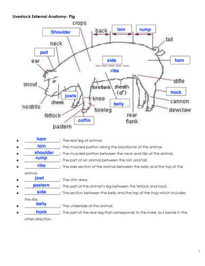 4.01 Terms to Know Notes - Animal Science 1 4 Animal Evaluation 4 ...