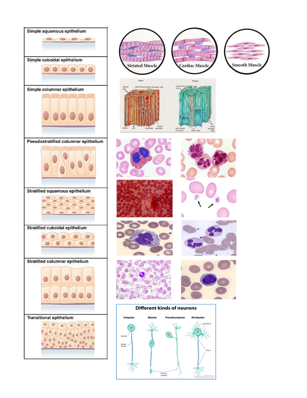 Tissues - Lecture notes 1-10 - Adipose Fibrocartillage Reticular ...