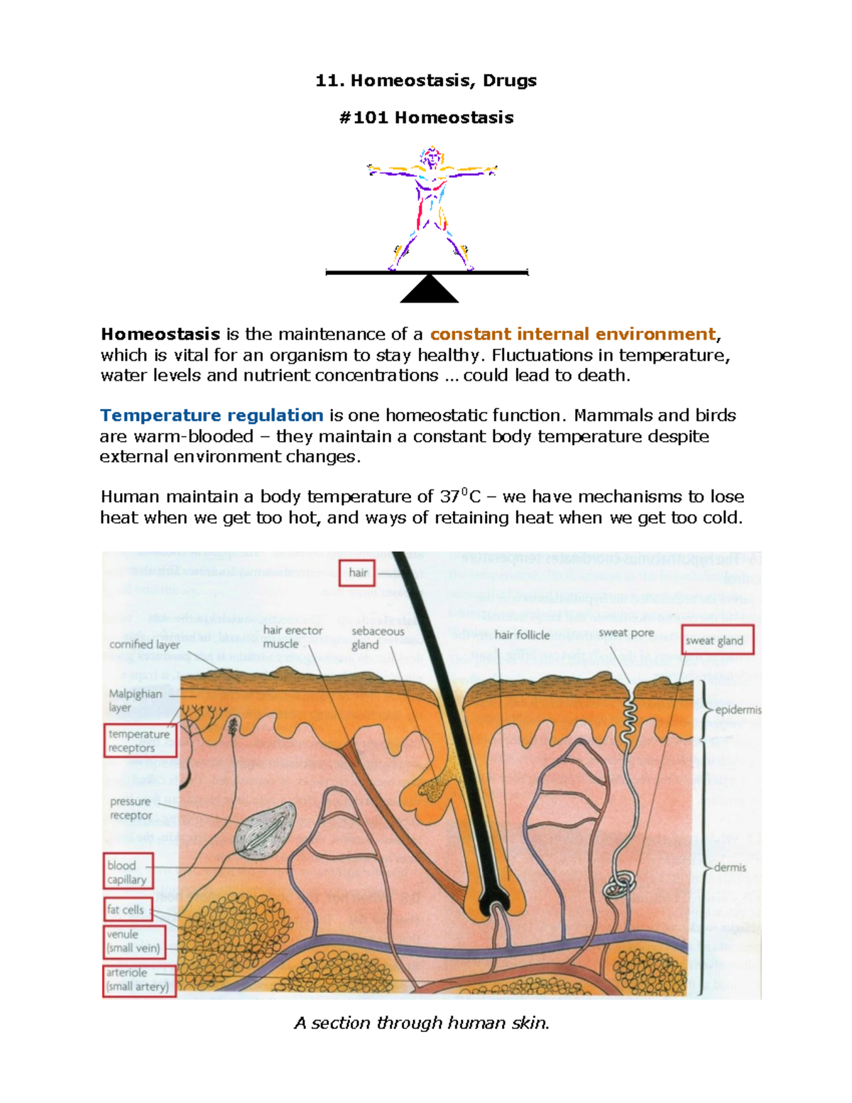 Homeostasis - Lecture Notes 11 - Homeostasis, Drugs #101 Homeostasis ...