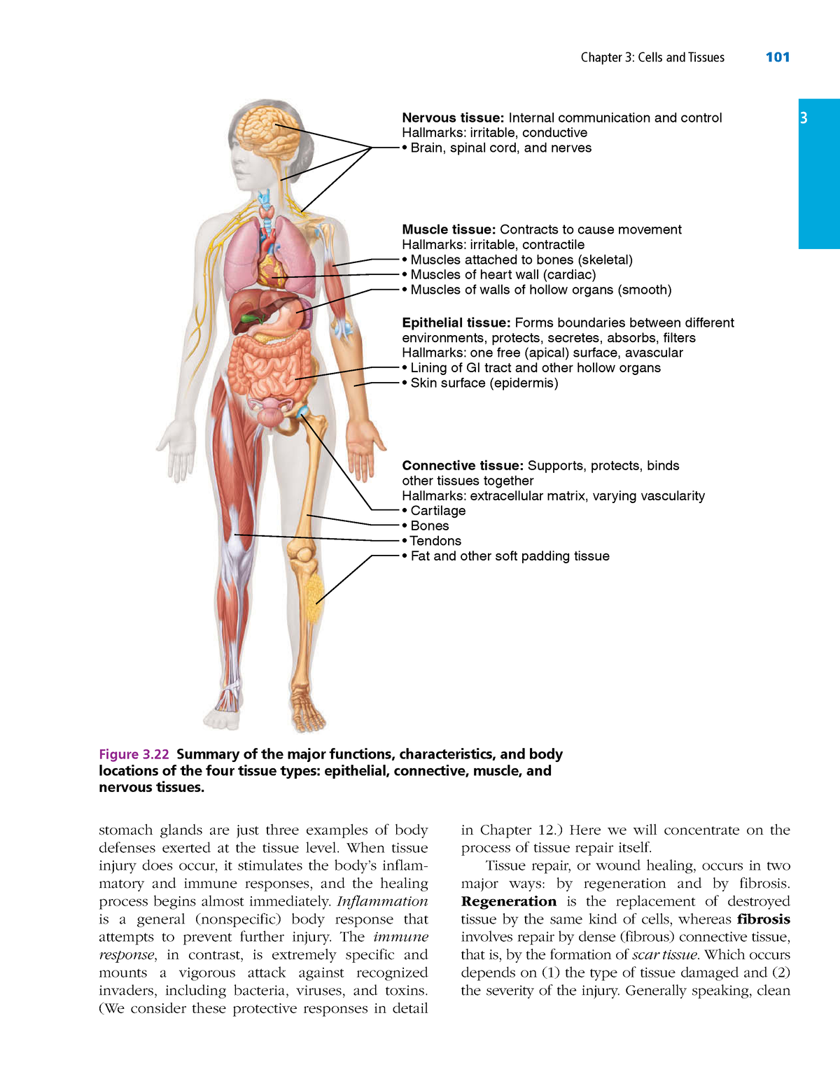 anatomy and physiology chapter 12 homework