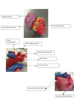 Fisiologia DE LA Respiracion - FISIOLOGÍA RESPIRATORIA J. Canet ...