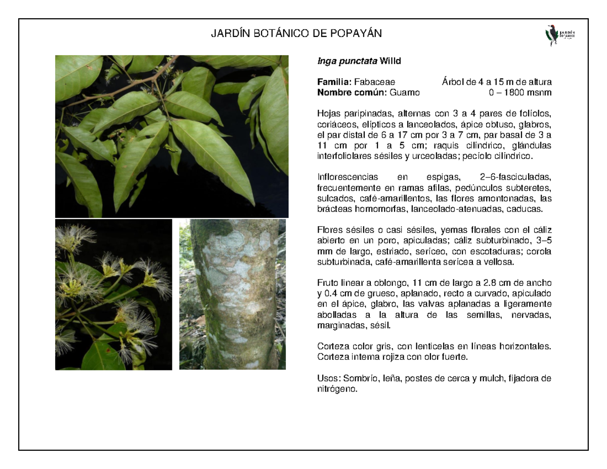 Scribd - buena einformacion - Inga punctata Willd Familia: Fabaceae ...