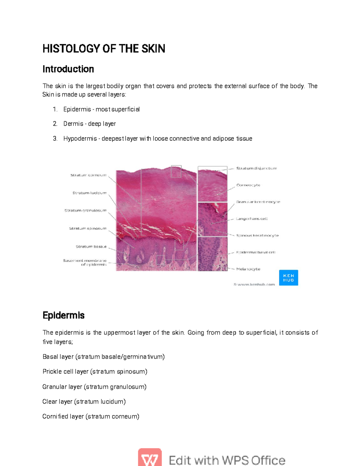 Histology of Skin HISTOLOGY OF THE SKIN Introduction The skin is the largest bodily organ that