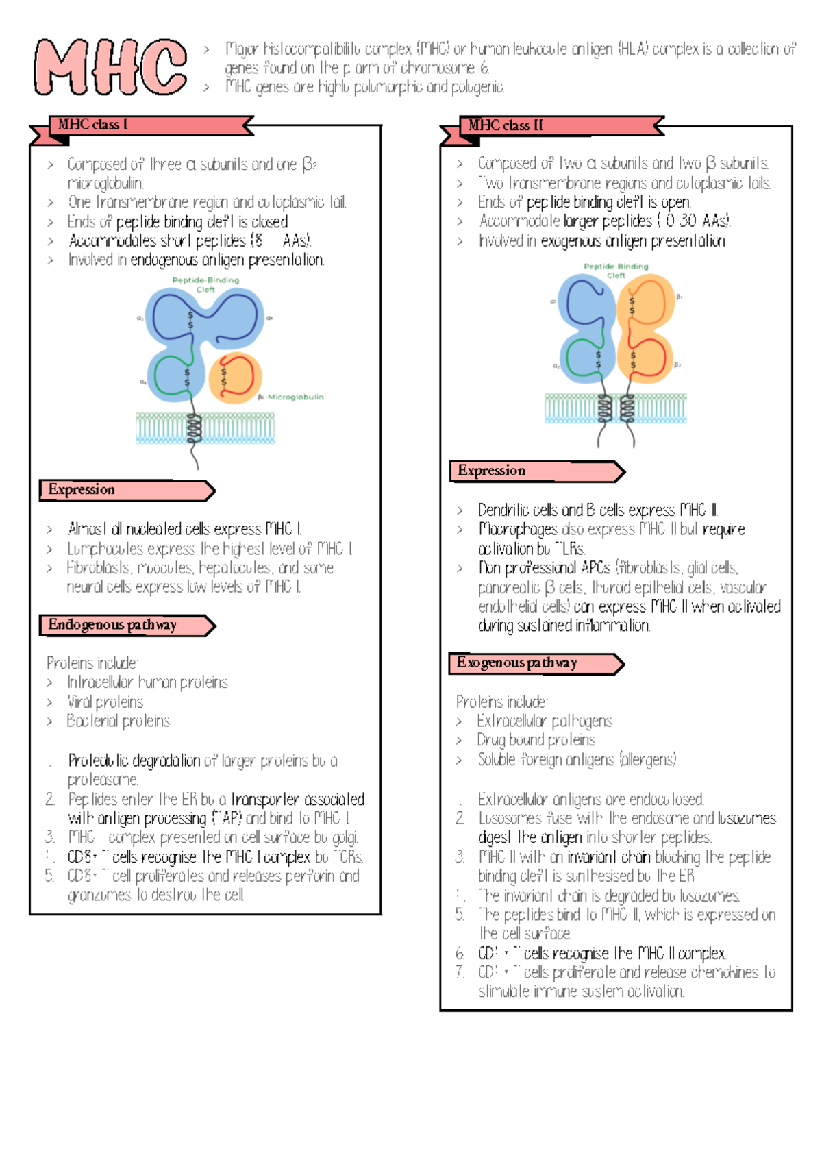 Major Histocompatibility Complex - > MHC genes are highly polymorphic ...