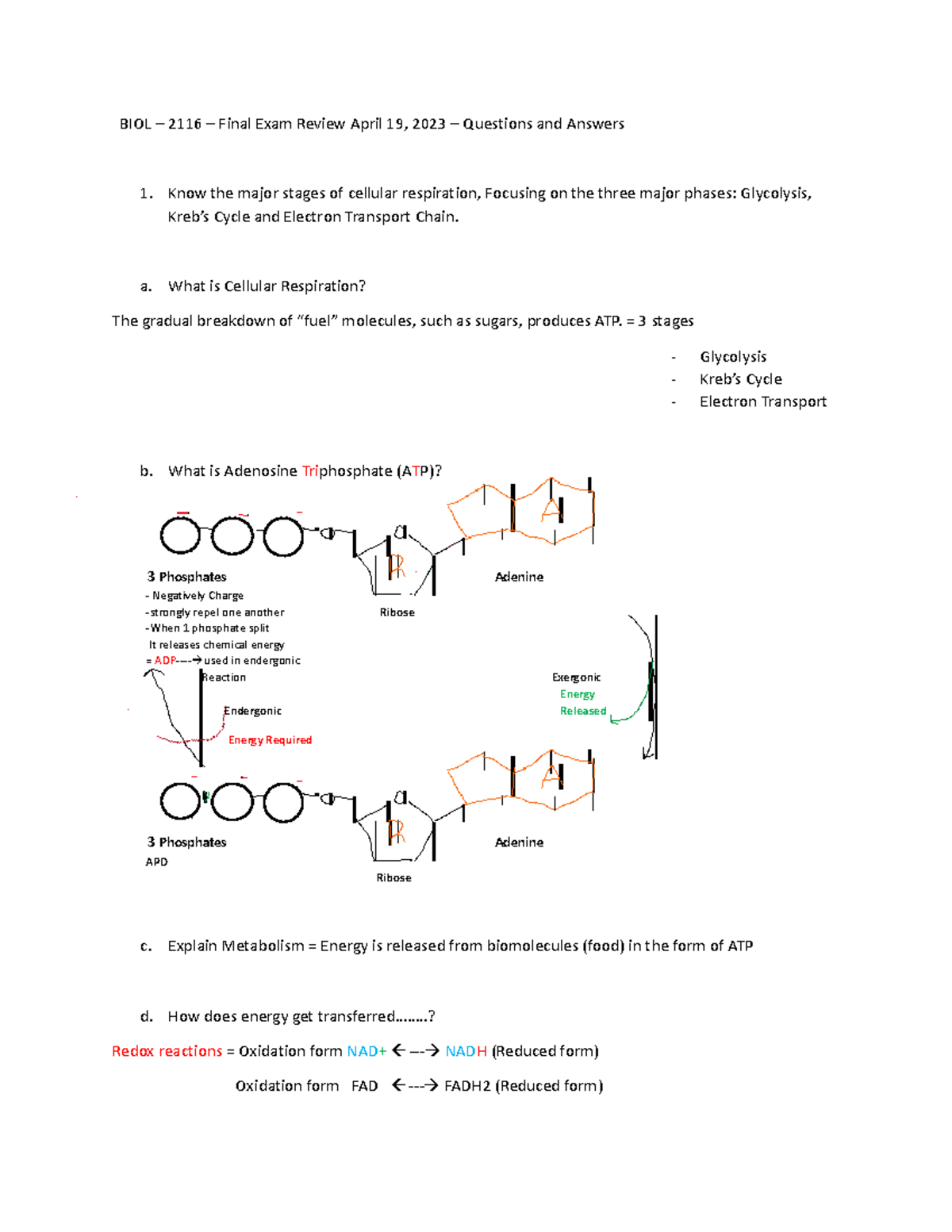 BIOL - Final Exam Review - BIOL – 2116 – Final Exam Review April 19 ...