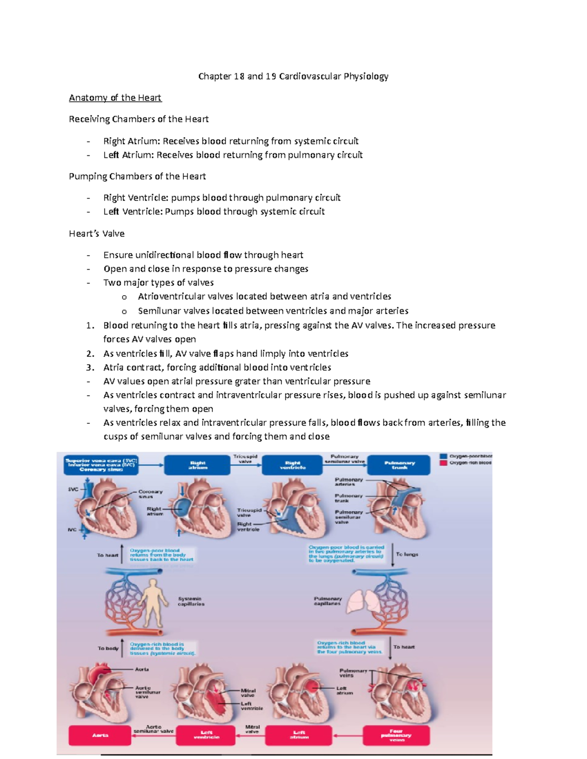 Chapter 18 And 19 Cardiovascular Physiology Notes - Chapter 18 And 19 ...