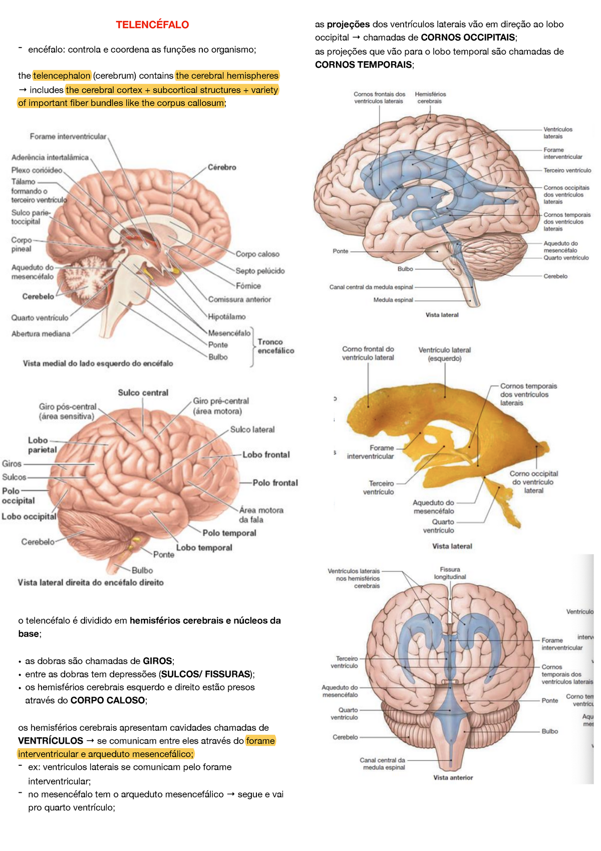 hemisférios cerebrais e corpo caloso