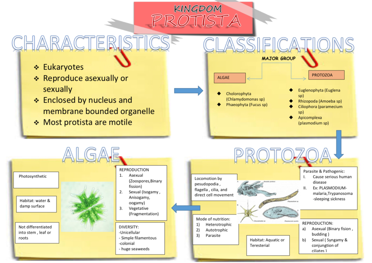 contoh assignment biologi matrikulasi