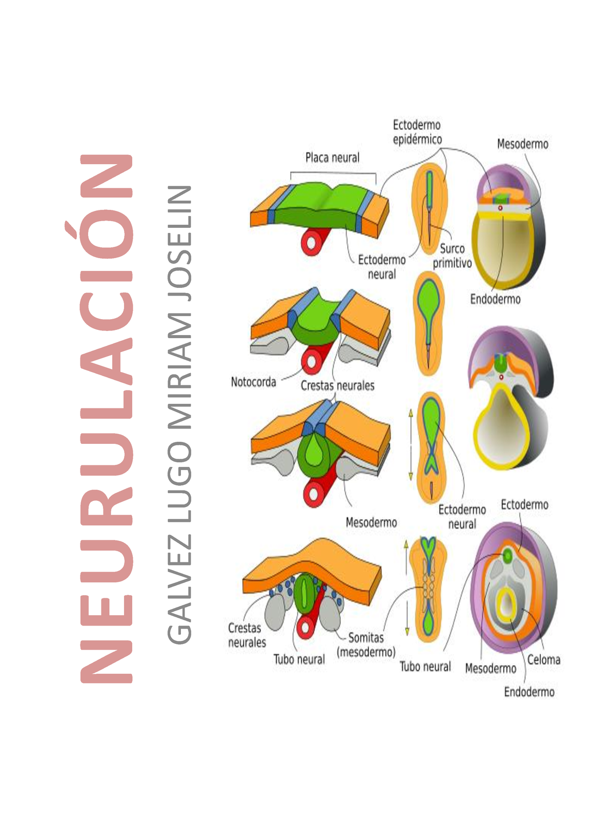 Neurulación - neurulacion - NEURULACI”N GALVEZ LUGO MIRIAM JOSELIN ...