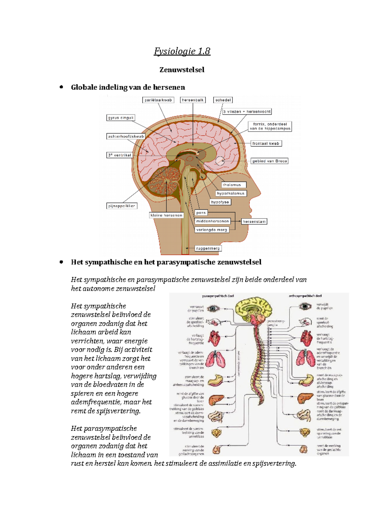 Samenvatting Test Vision Thema 1.8 - Fysiologie 1. Zenuwstelsel Globale ...