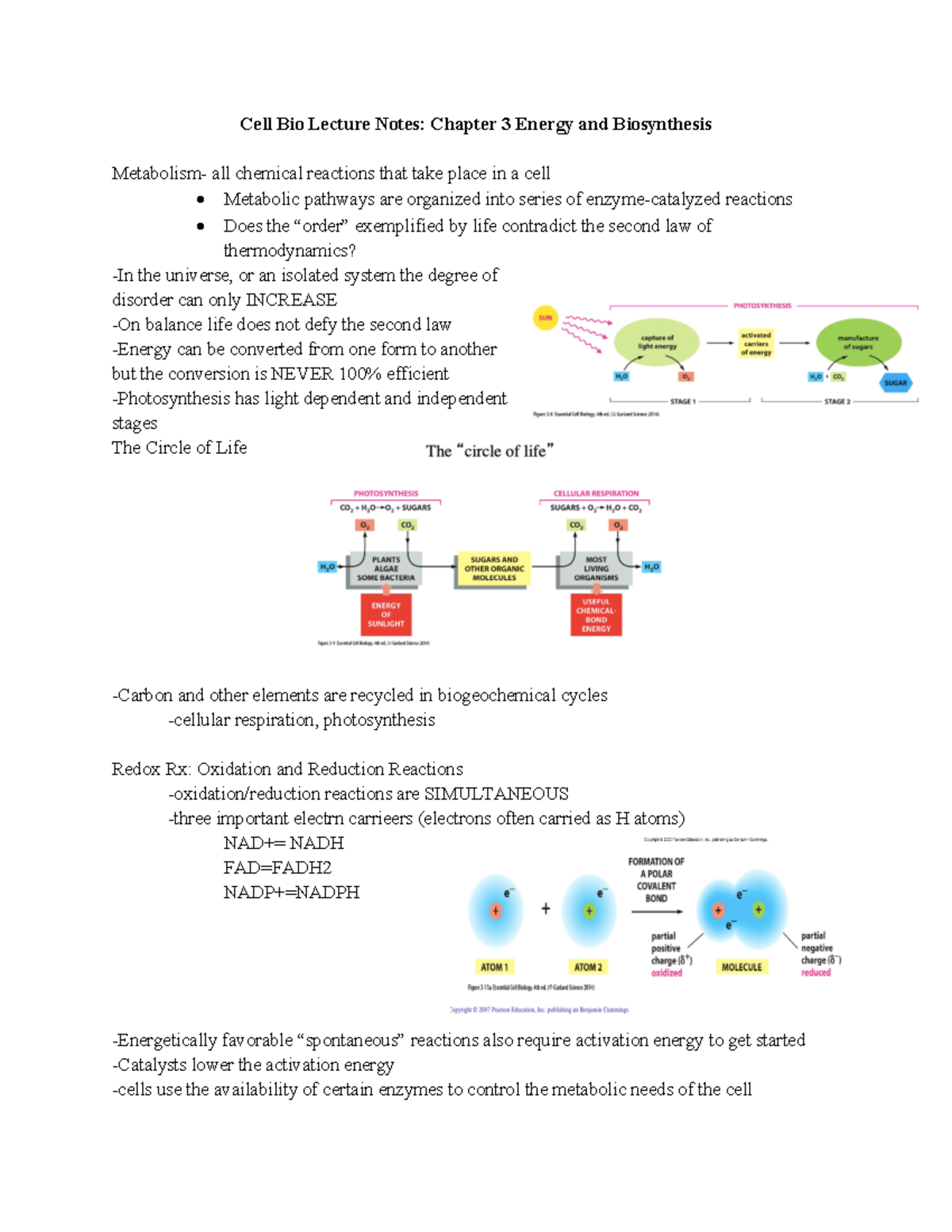 Cell Bio Lecture Notes: Chapter 3 - Studocu