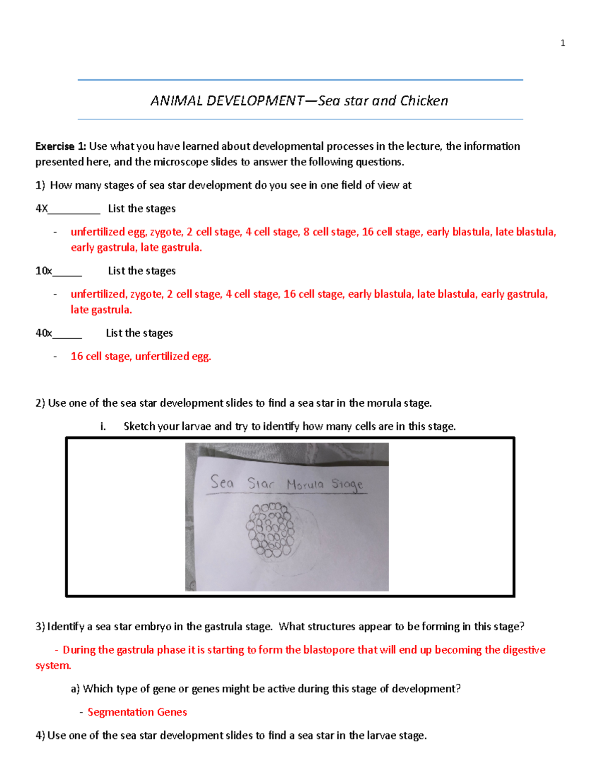 Animal Development Worksheet ANIMAL DEVELOPMENT—Sea star and Chicken