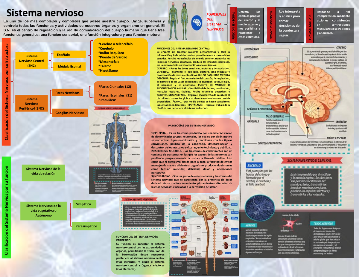 Sistema Nervioso Embrionario Infograf A Neuropsicolog A Upn Studocu