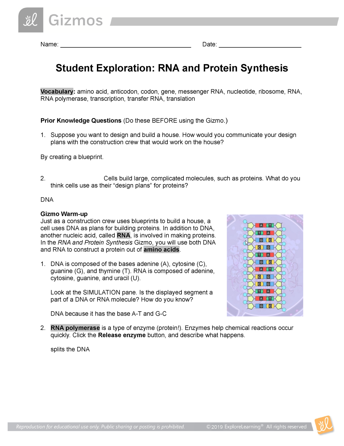 Gizmo Building Dna Answer / Student Exploration Sheet Growing Plants - Gizmo answer key building ...
