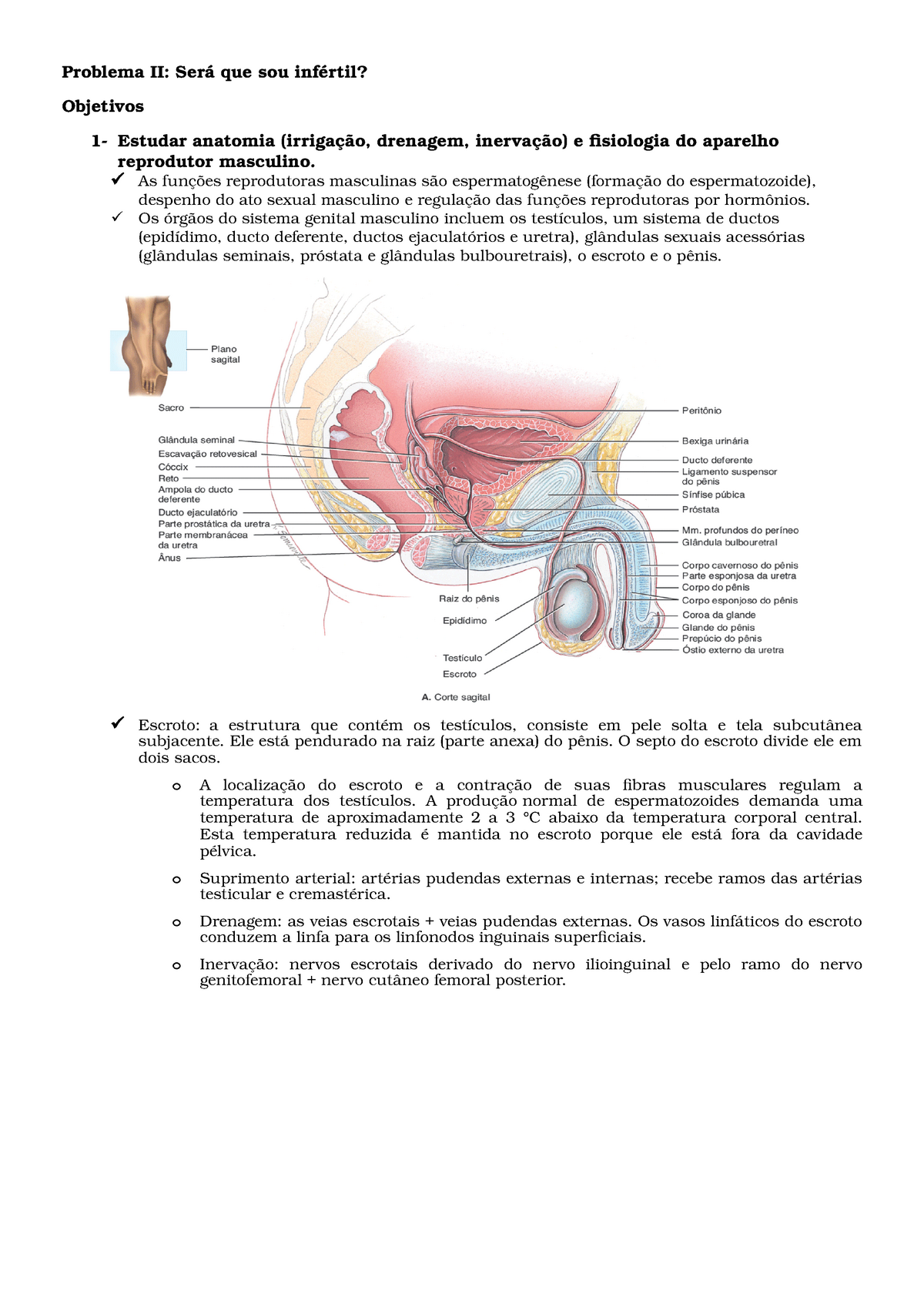 Problema Ii Anatomia E Fisiologia Masculina Problema Ii Ser Que Sou Inf Rtil Objetivos Estudar Anatomia Irriga Drenagem Inerva Isiologia Do Aparelho Studocu