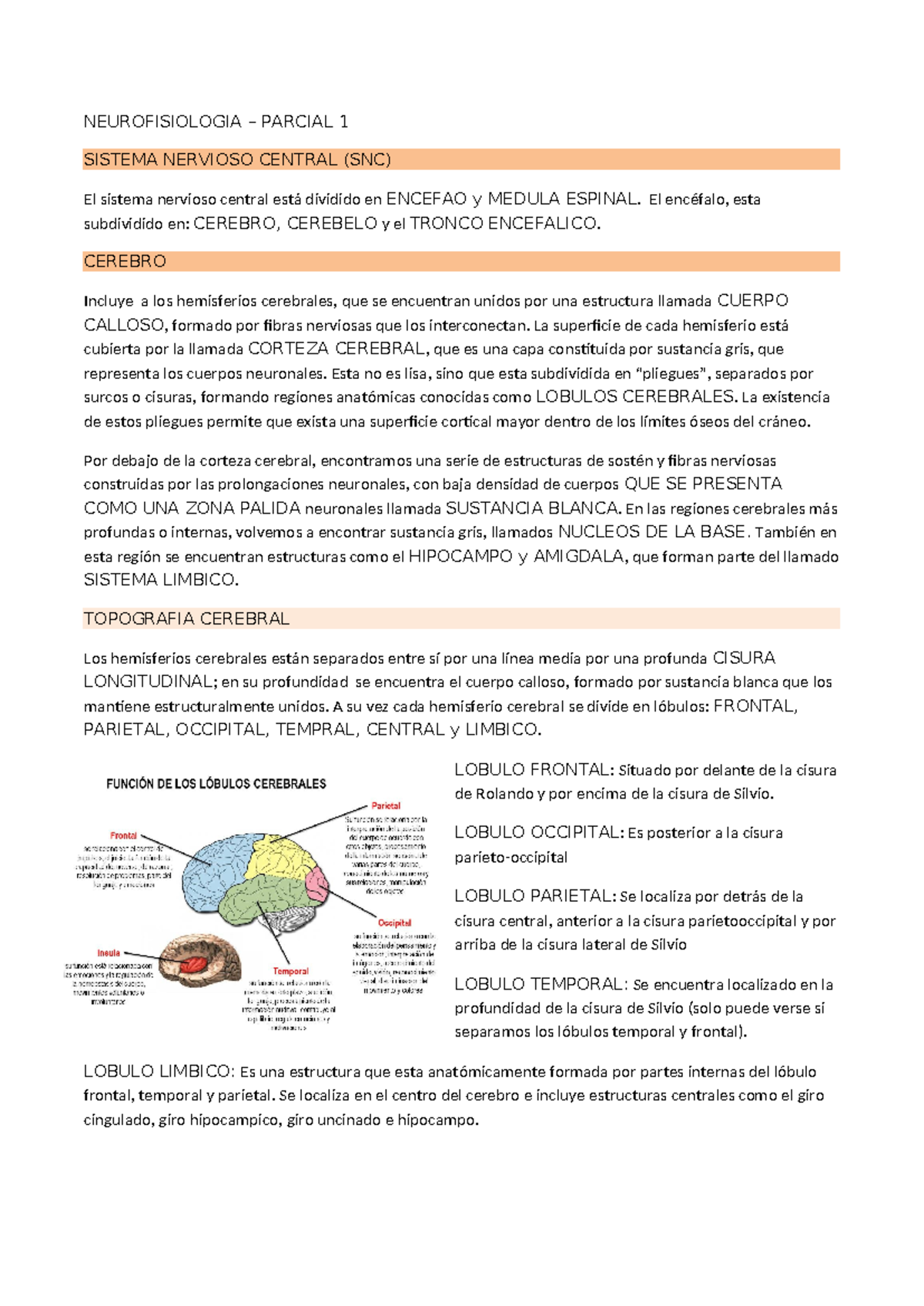 Neurofisiologia - NEUROFISIOLOGIA – PARCIAL 1 SISTEMA NERVIOSO CENTRAL ...