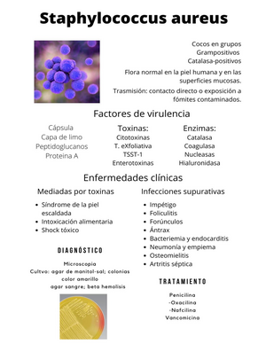 Ascariasis - Virus ,cosas Y Síntomas - ASCARIASIS CATEDRÁTICO: ADRIAN ...