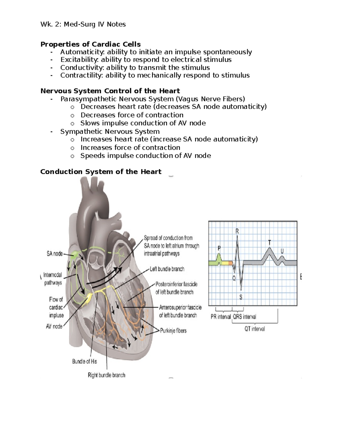 Dysrhythmias and EKG 12-Lead - Properties of Cardiac Cells ...