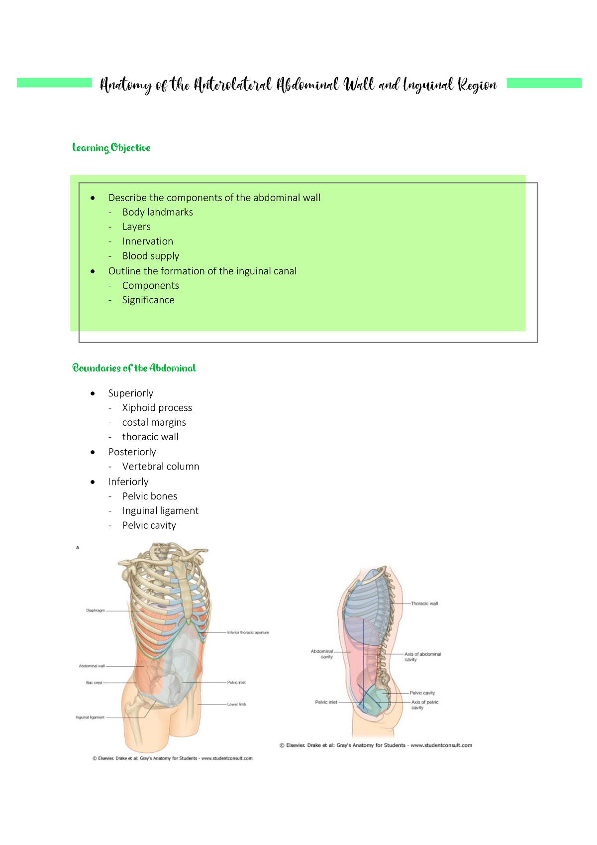 Anatomy Of The Anterolateral Abdominal Wall And Inguinal Region Notes ...