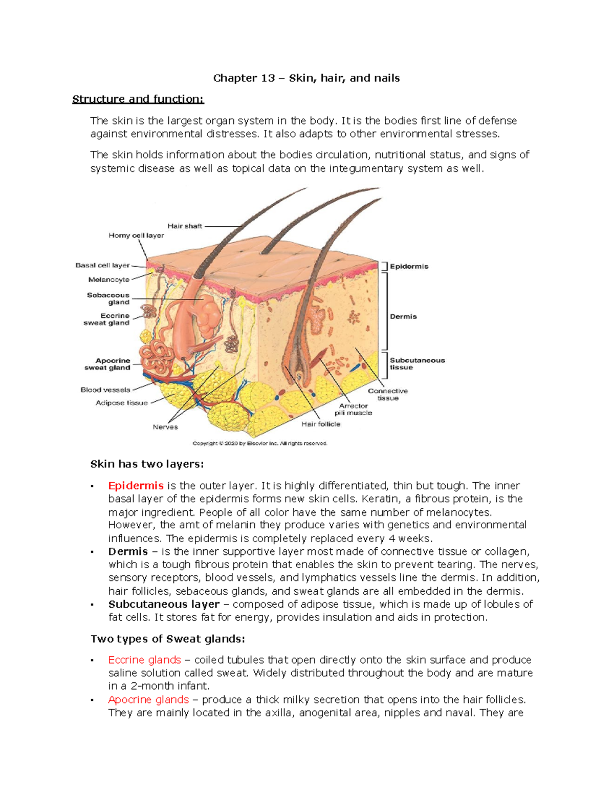 Chapter 13.docx - Google Docs - Chapter 13 – Skin, hair, and nails ...