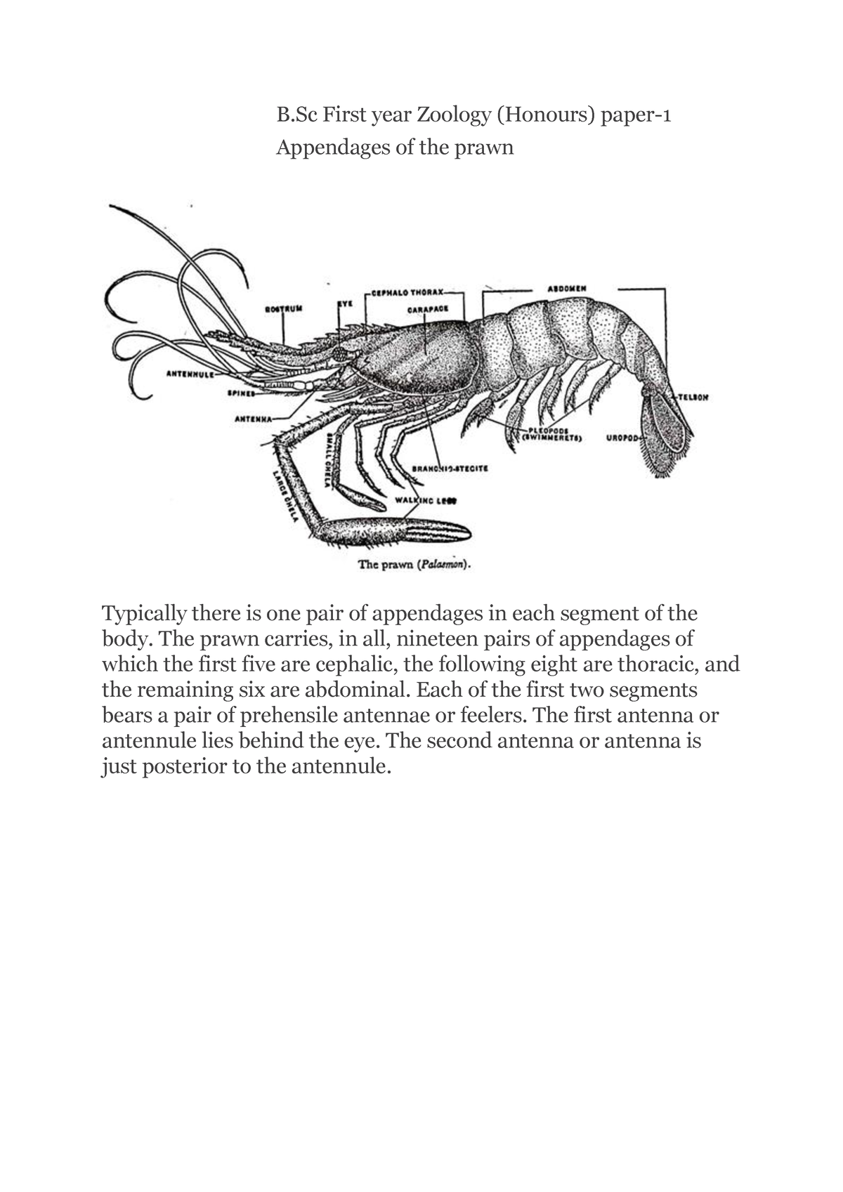 Appendages Of The Prawn - B First Year Zoology (Honours) Paper ...