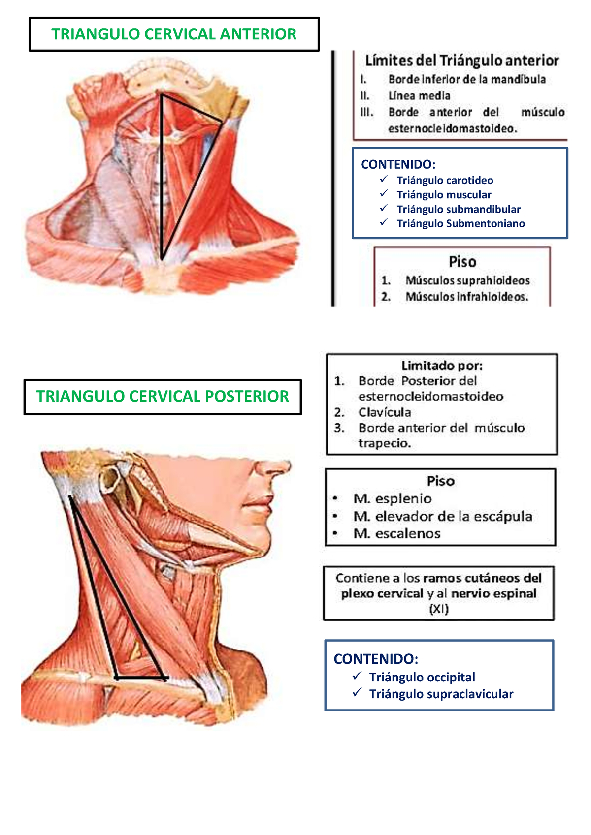 Triangulos Cuadrilateros Hiatos Del Cuello Triangulo Cervical Anterior Contenido 8277