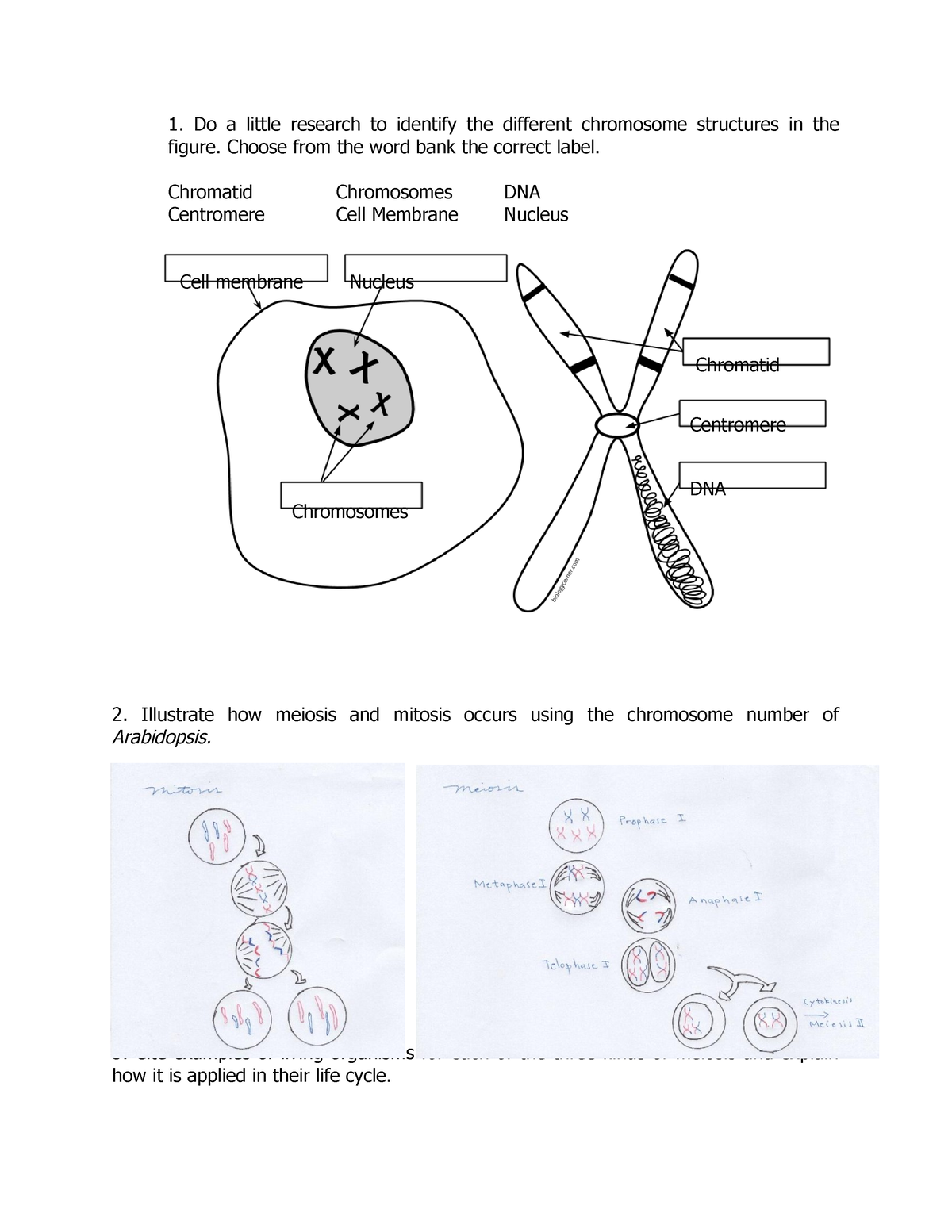 module-2-assignment-chromosome-structures-in-the-figure-do-a-little-research-to-identify-the
