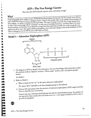 Atp The Free Energy Carrier Answers 31+ Pages Solution Doc [2.6mb] - Updated 2021 