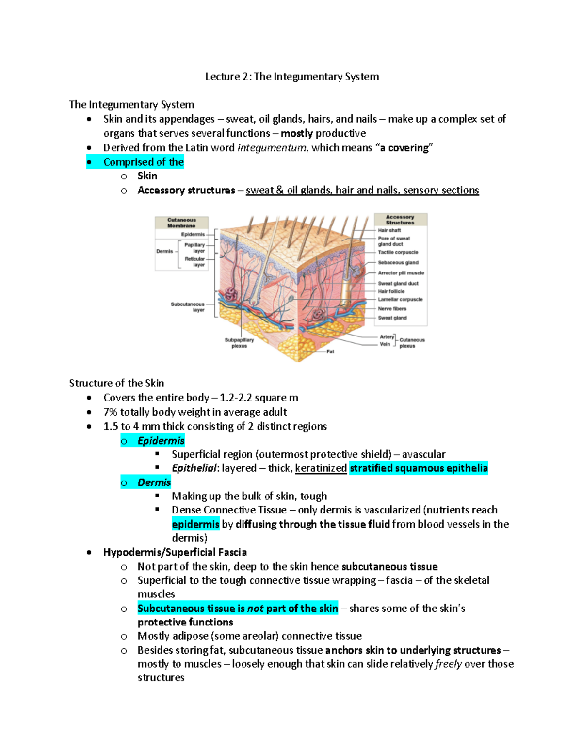 Lecture 2 - The Integumentary System - 2-2 square m - 7% totally body ...