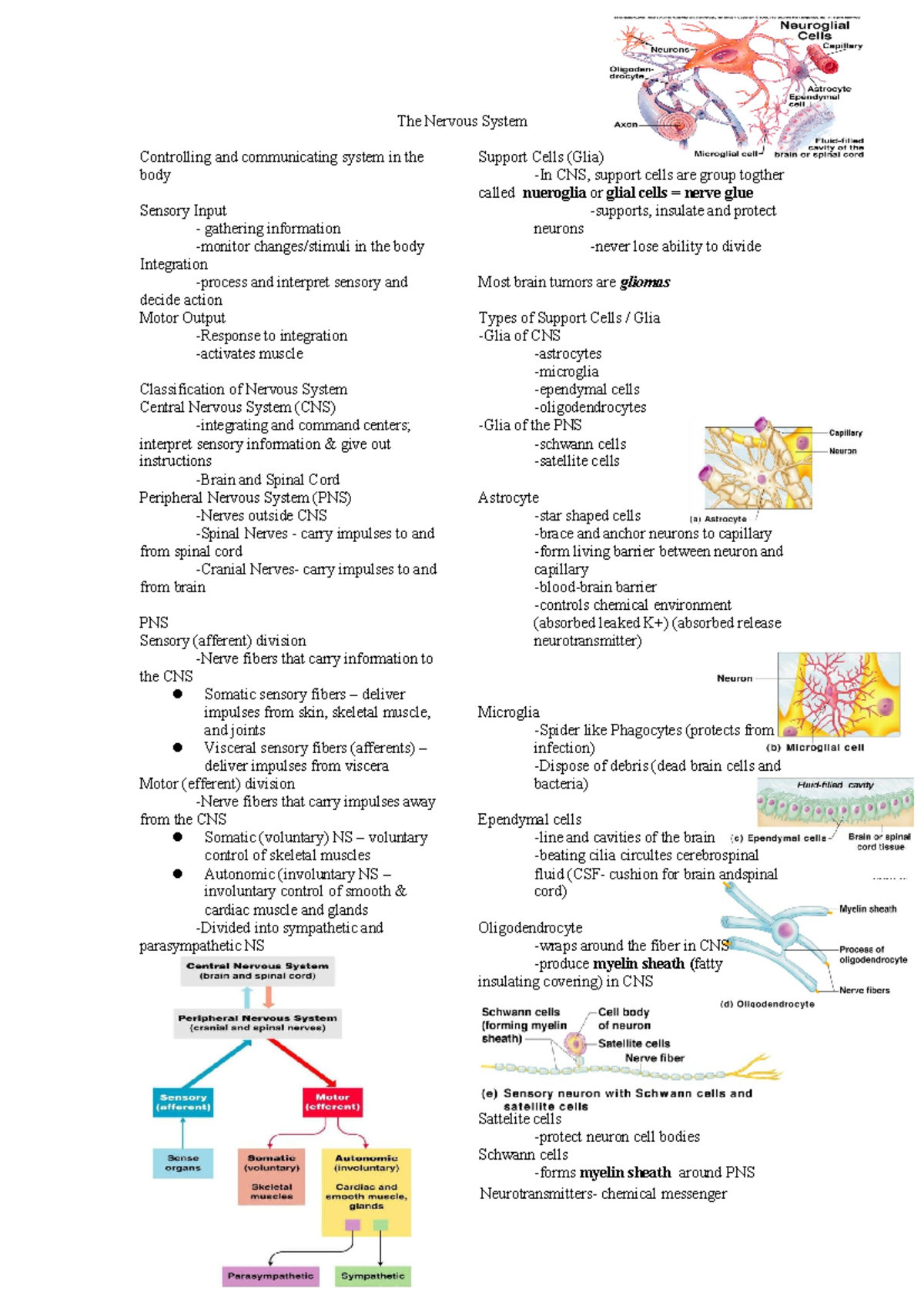 The Nervous System - The Nervous System Controlling and communicating ...