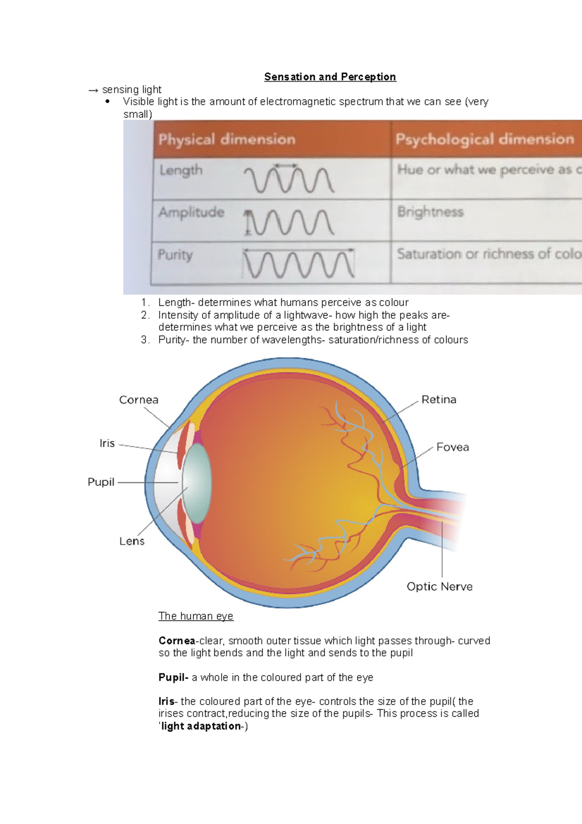 Sensation and Perception - Cones- (about 6-7 million) detect colour ...