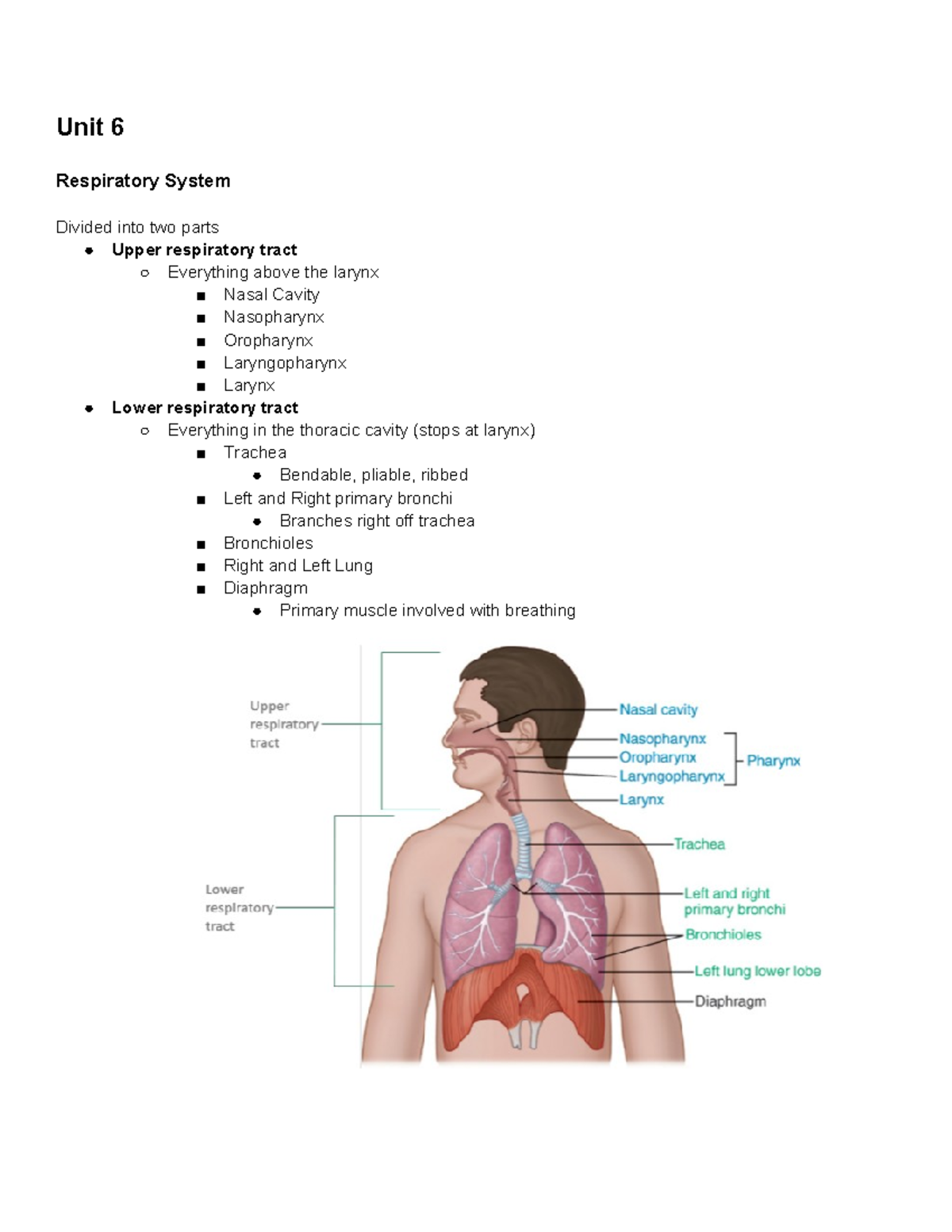 Unit 8 Class Notes - Unit 6 Respiratory System Divided into two parts ...