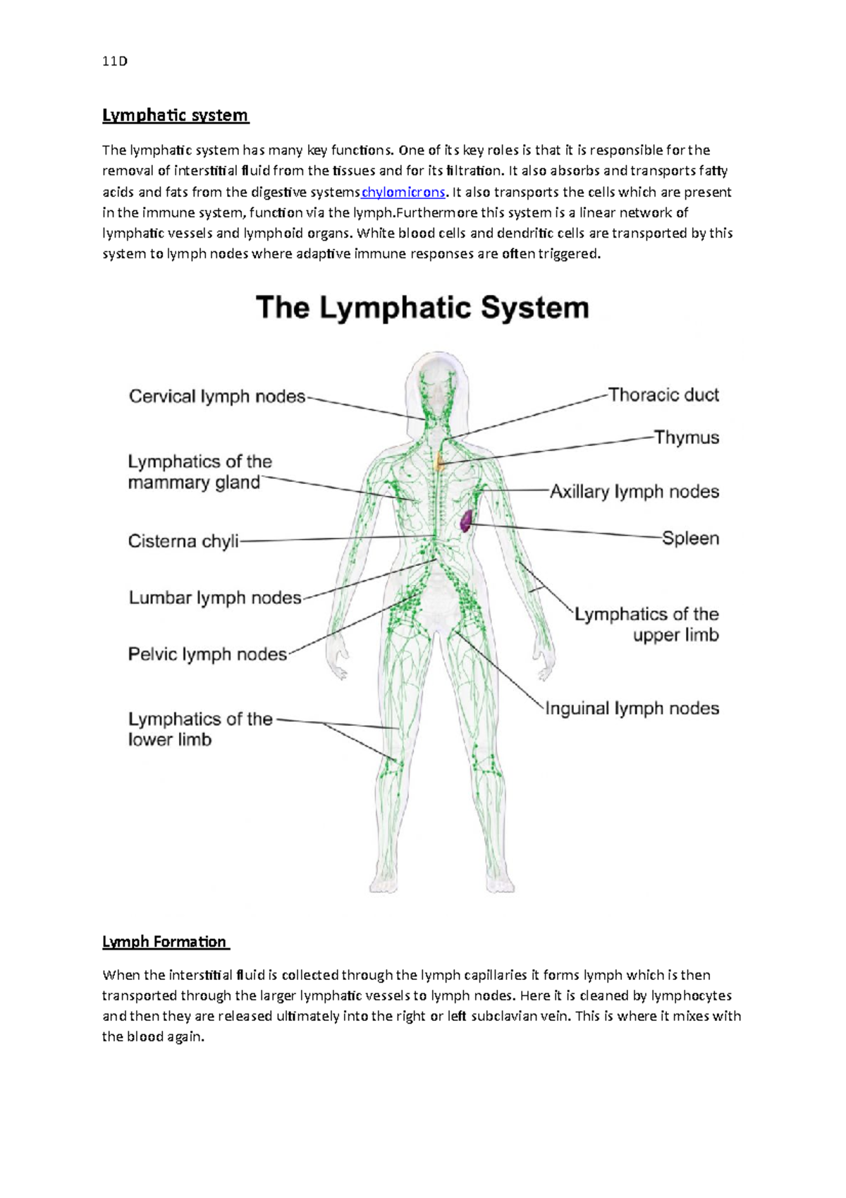 Lymphatic system - One of its key roles is that it is responsible for ...