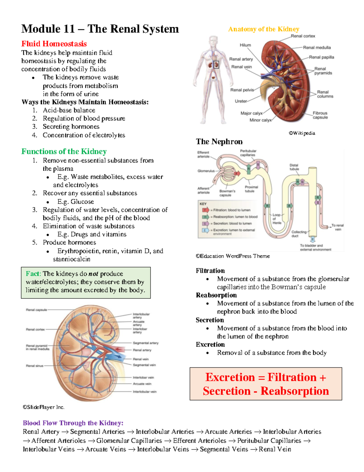 Mo11 web - notes for the course they are decent to read - Anatomy of ...