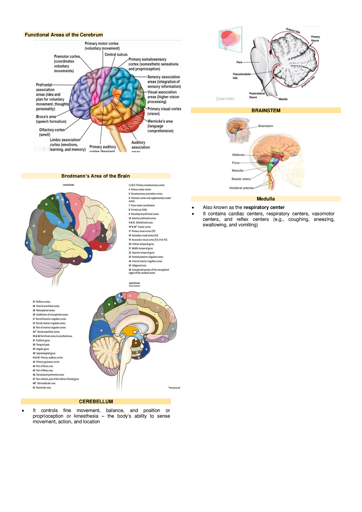 Functional Areas of the Cerebrum - Functional Areas of the Cerebrum ...