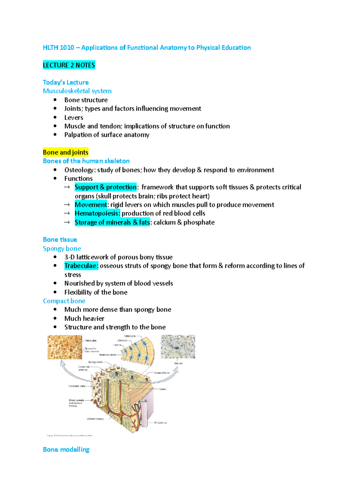 Lecture 2 Notes - HLTH 1010 – Applications of Functional Anatomy to ...