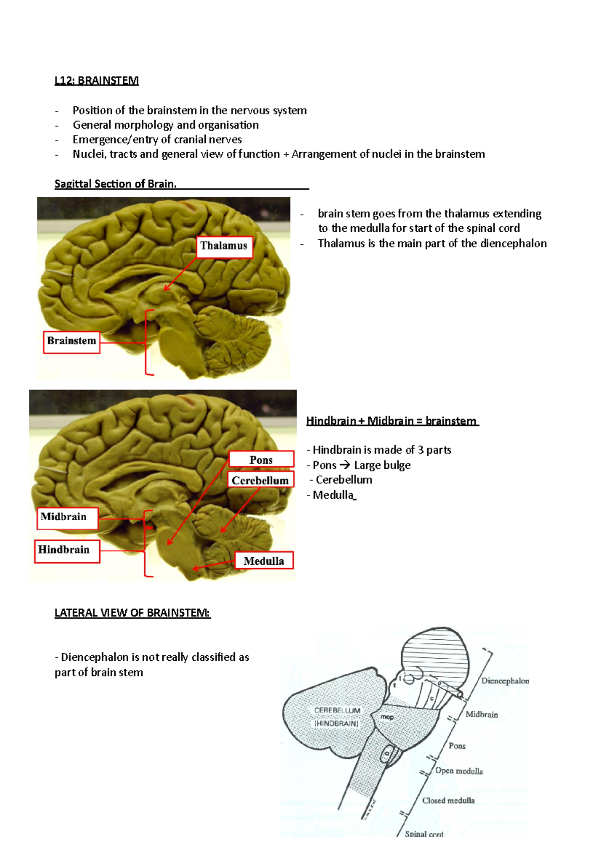 L12 Brainstem - lecture notes - L12: BRAINSTEM Position of the ...