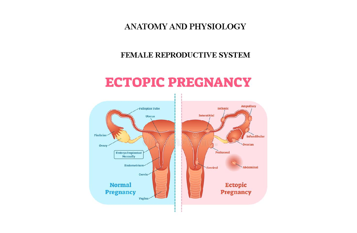 Ectopic Anatomy Anatomy And Physiology Female Reproductive System Vagina The Vagina Is A 7834