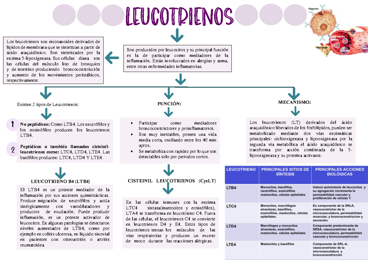 Leucotrienos función, importancia, etc. - Inmunologia Clinica - ULEAM