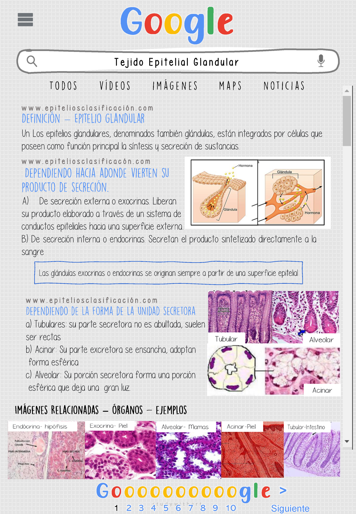 Infografia Tejido Epitelial Glandular Y Especializaciones S T U D Y