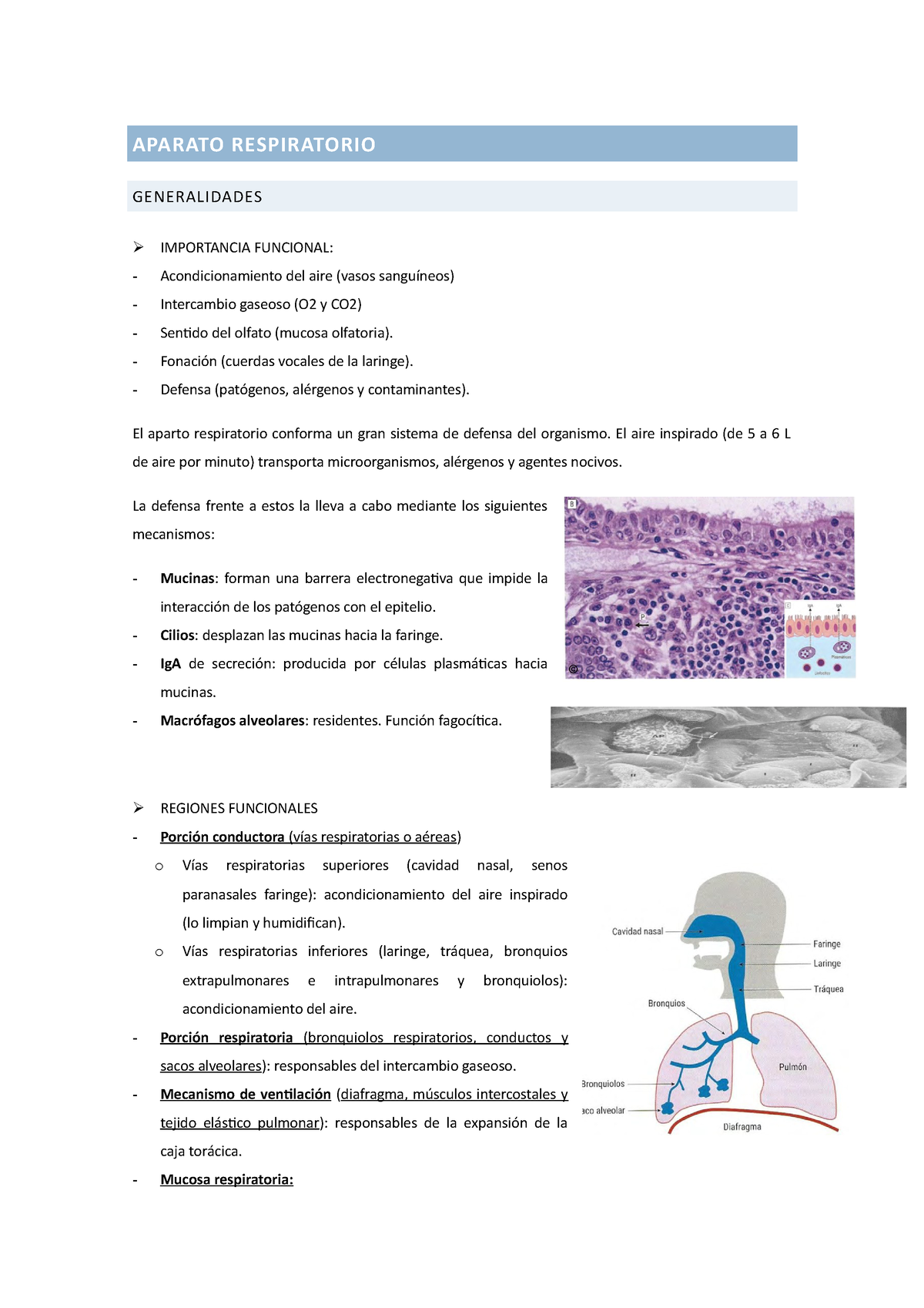 Aparato Respiratorio Apuntes Basados En Las Diapositivas Del Profesor