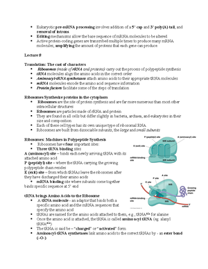 Cell and Molecular Bio Lecture Notes-4 - DNA Replication is usually ...