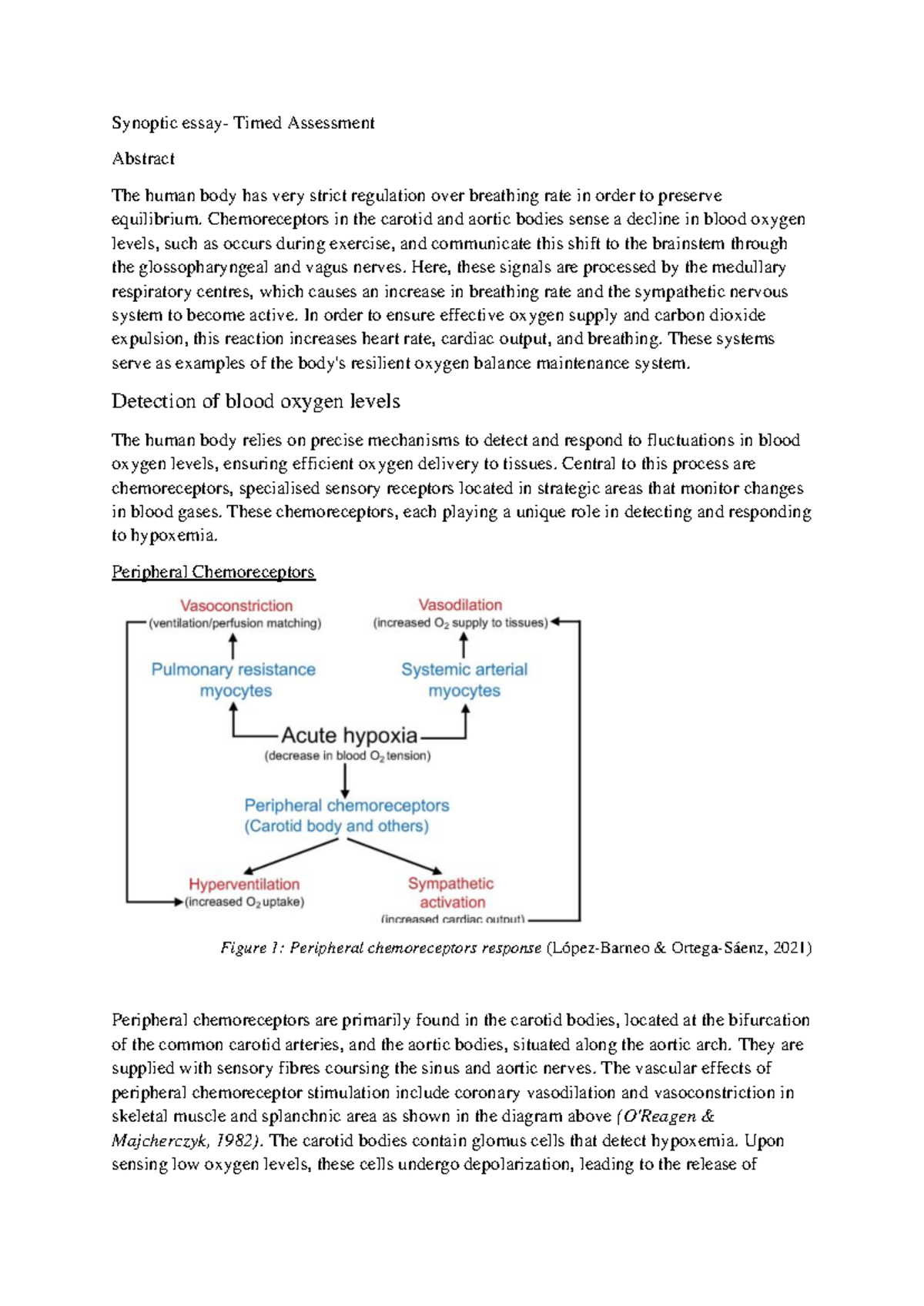 Document 1 - blood oxygen levels - Synoptic essay- Timed Assessment ...
