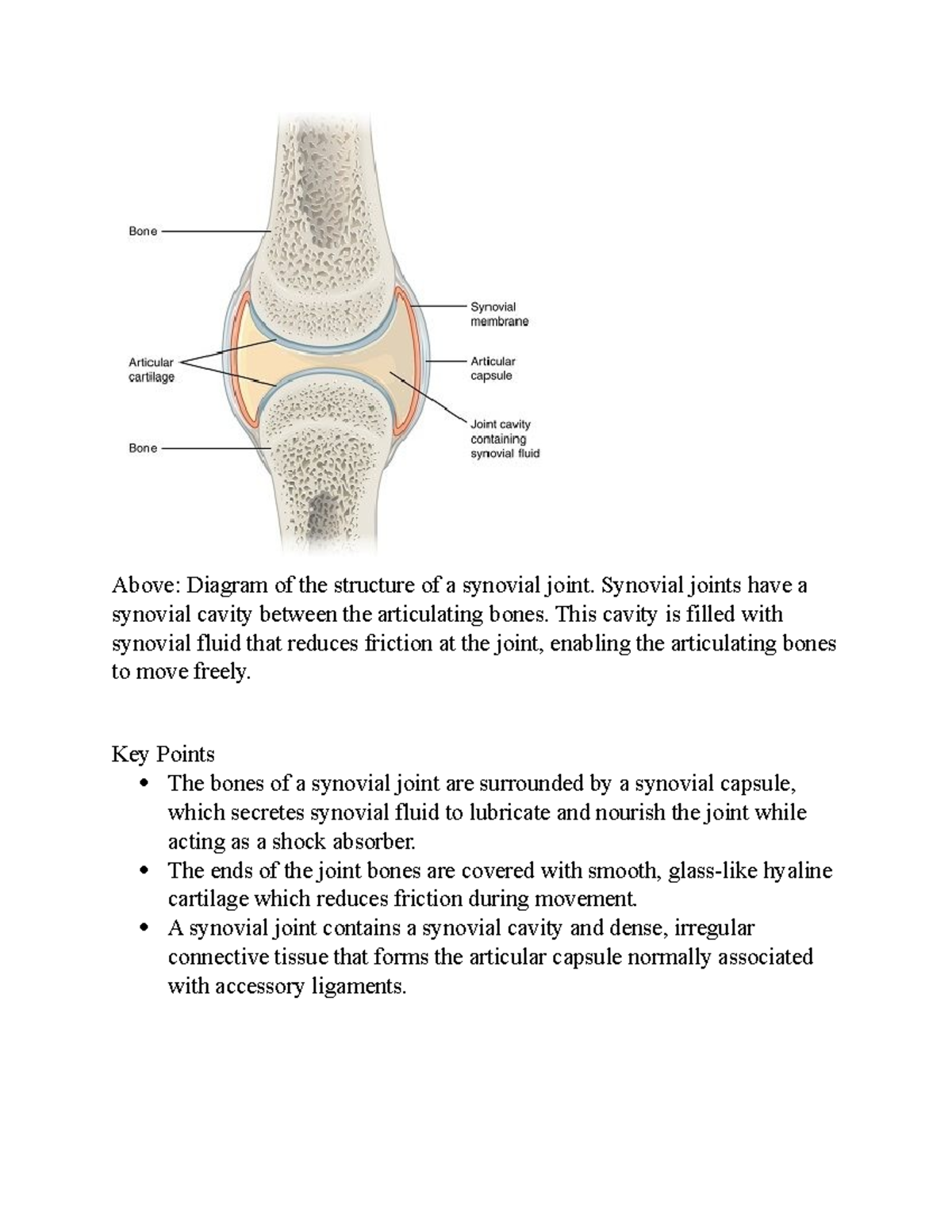 Structure Of A Synovial Joint - Above: Diagram Of The Structure Of A ...