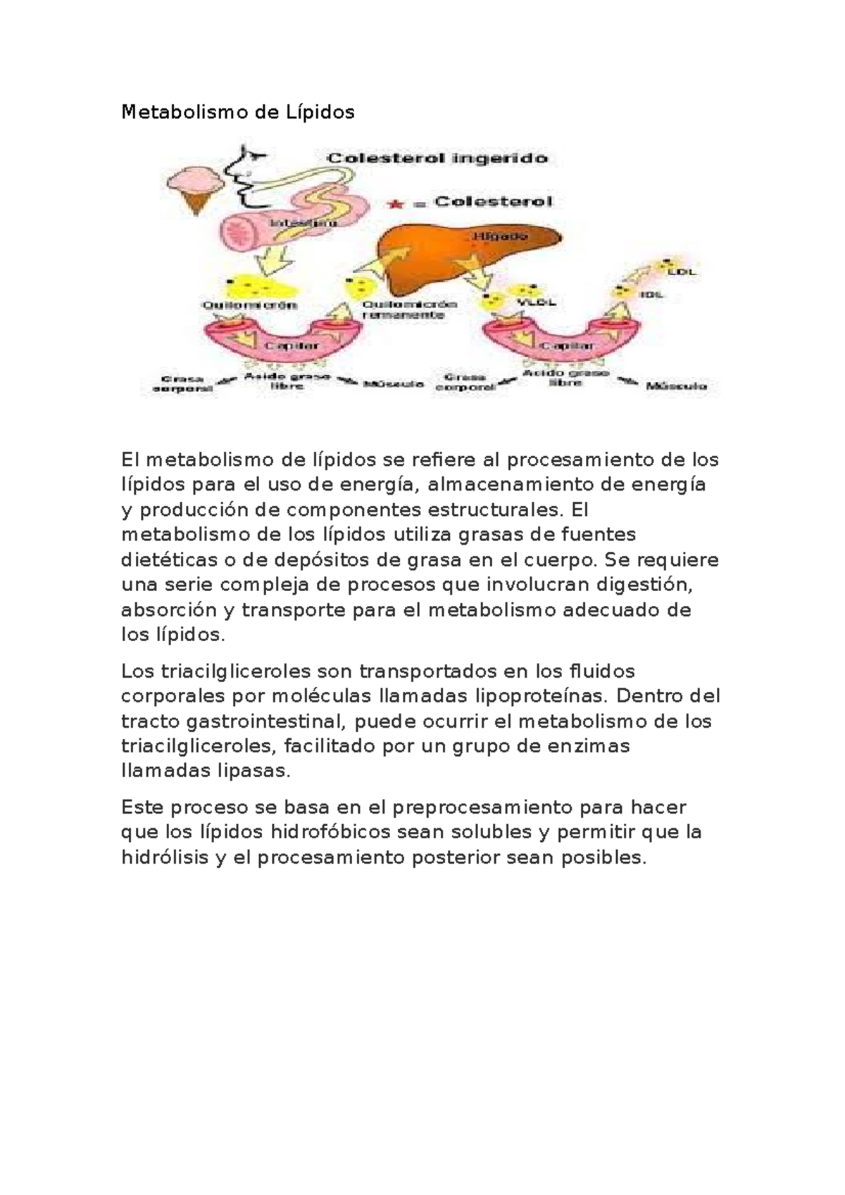 Tarea De Metabolismo De Los Lipidos - Metabolismo De Lípidos El ...