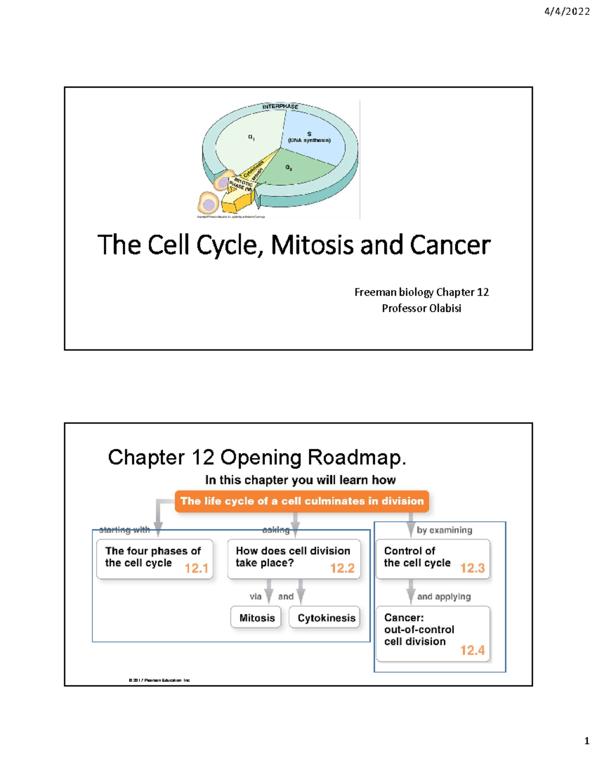 Cell Cycle Mitosis Cancer Chapter 12 Bisc207 Prof. O - The Cell Cycle ...