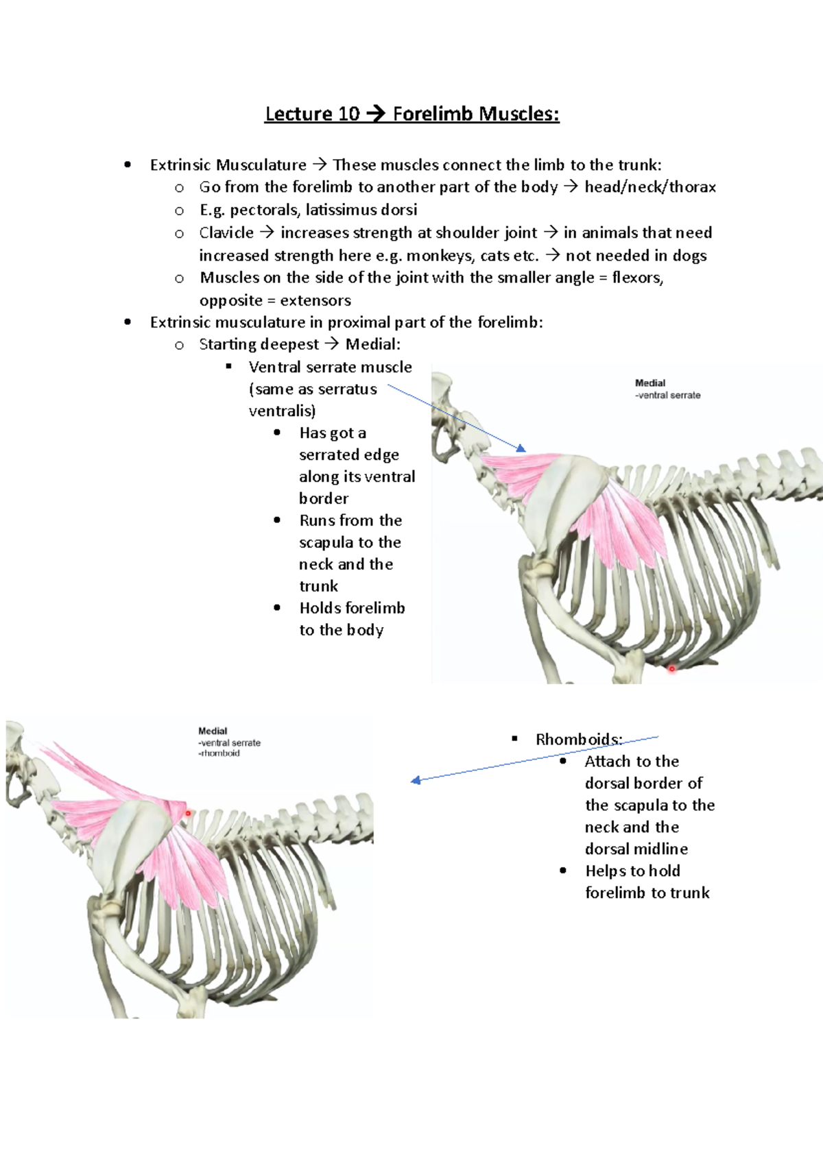 Lecture 10 - Lecture 10 Forelimb Muscles: Extrinsic Musculature These ...