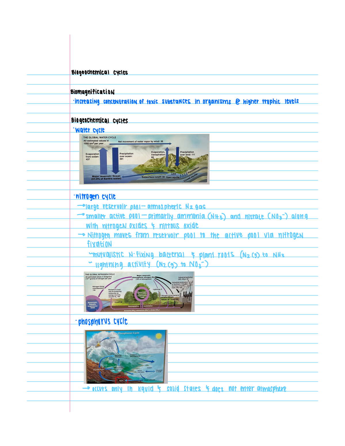 Bio1260Biogeochemical Cycles - Biogeochemical Cycles Biomagnification ...