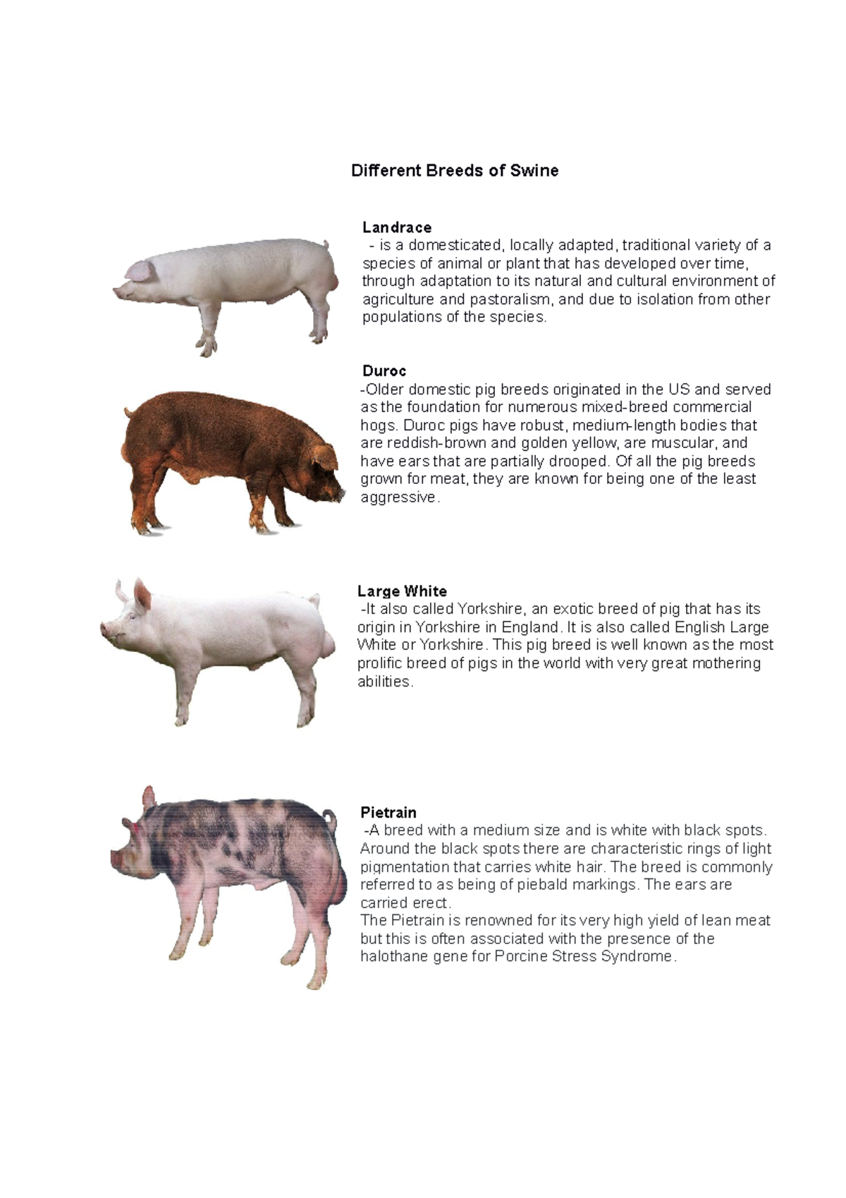 Different Breeds Of Swine Different Breeds Of Swine Landrace Is A 