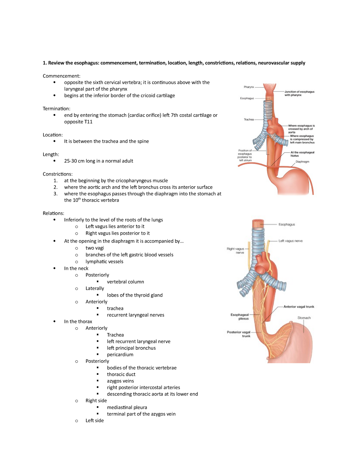 esophagus constrictions